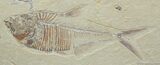 Sweet / Diplomystus Fish Fossil #807-1